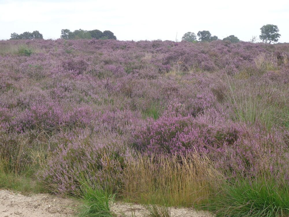 Paarse heide in bloei op de Ginkelse Heide bij Ede