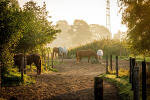 Paardensafari in lunteren — Natuur in Ede