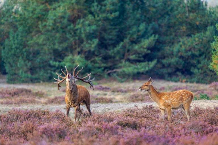 Bronstexcursie met Diner — Natuur in Ede