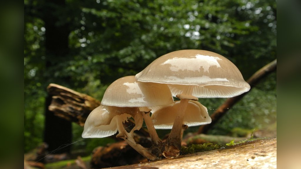 Paddenstoelenwandeling Landgoed Hoekelum in Ede
